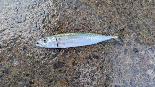 サバの釣果