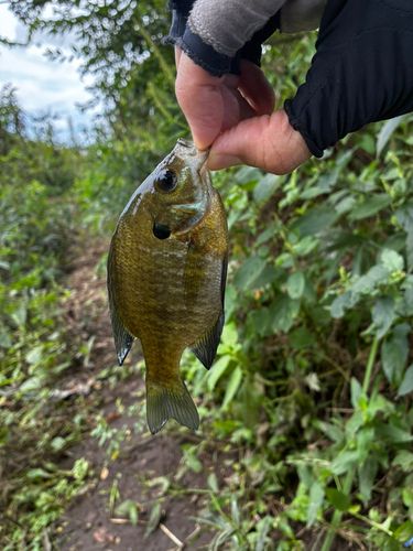 ブルーギルの釣果