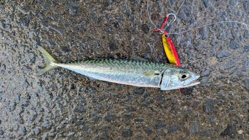 サバの釣果