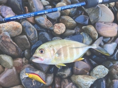 メッキの釣果