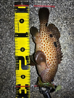 ノミノクチの釣果