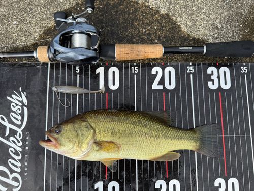 ラージマウスバスの釣果