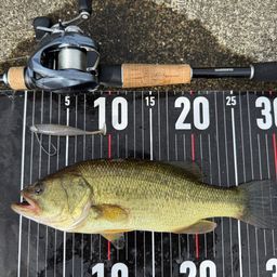 ラージマウスバス