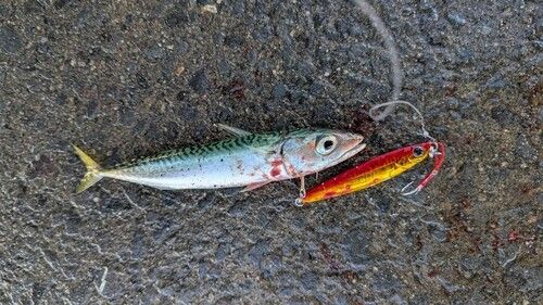 サバの釣果