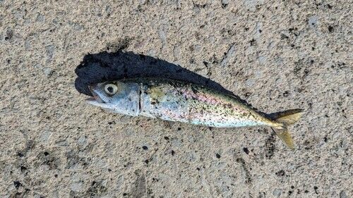 サバの釣果