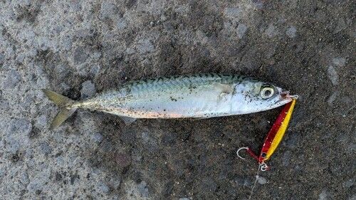 サバの釣果