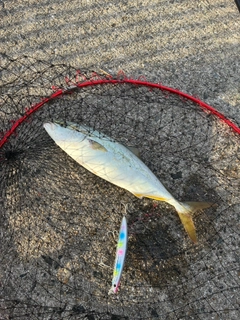 ハマチの釣果