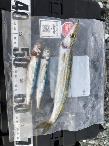 カマスの釣果