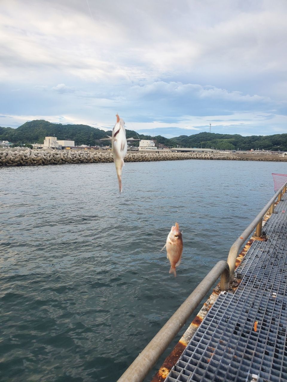 チャリコ