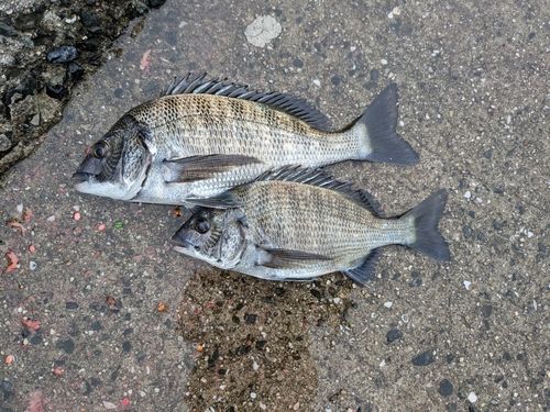 チヌの釣果