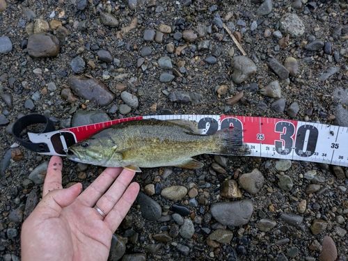 スモールマウスバスの釣果
