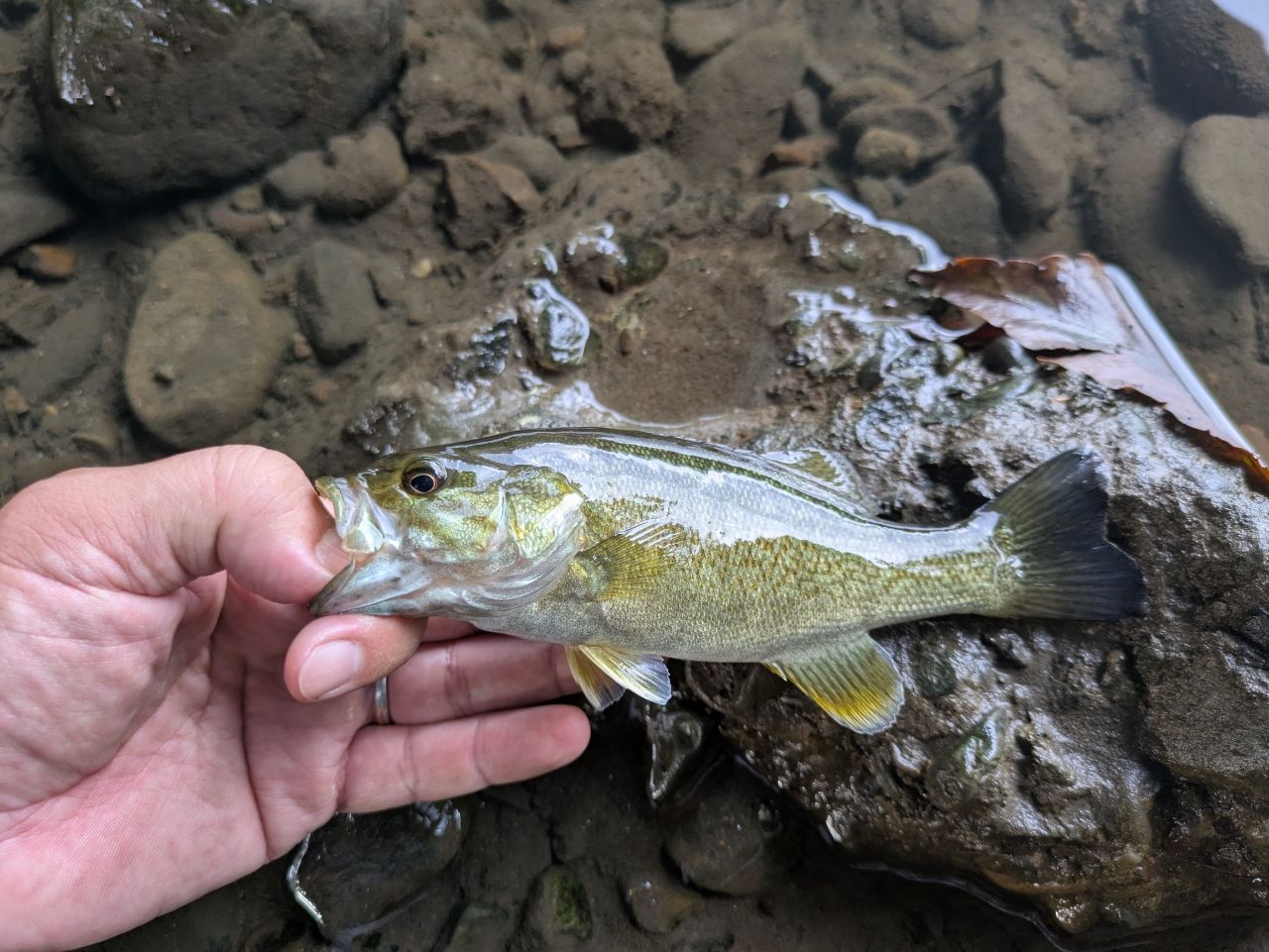 スモールマウスバス