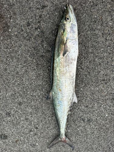 サゴシの釣果