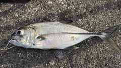ギンガメアジの釣果