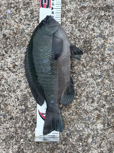メジナの釣果