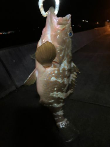 キジハタの釣果