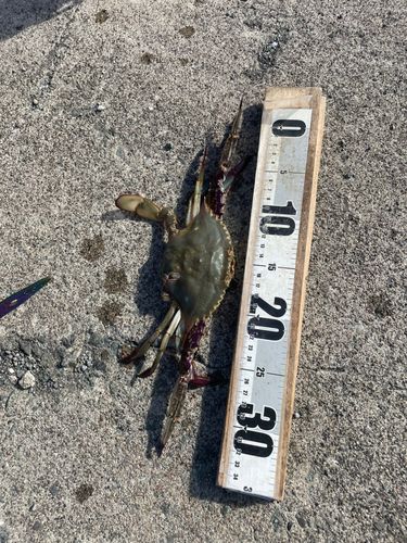 ワタリガニの釣果