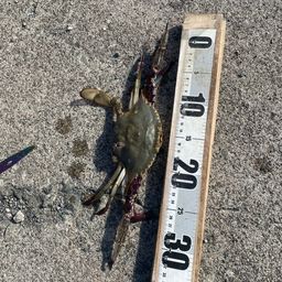 ワタリガニ