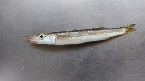 カマスの釣果