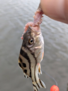 コトヒキの釣果