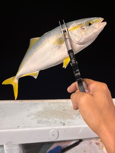 ツバスの釣果