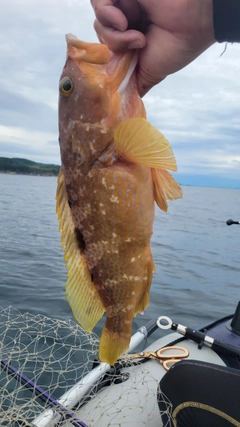 キジハタの釣果
