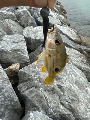 ヤマトビーの釣果
