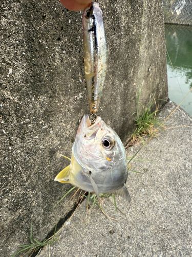 メッキの釣果