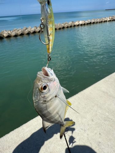 メッキの釣果
