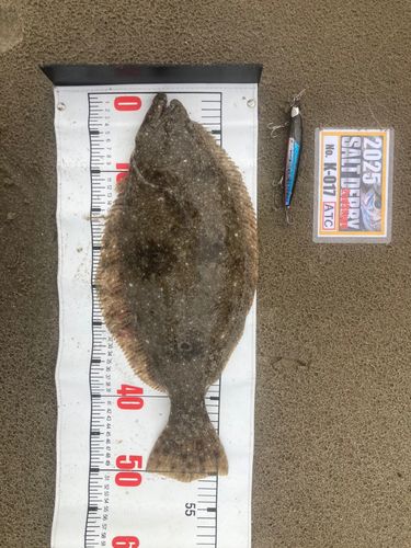 ヒラメの釣果