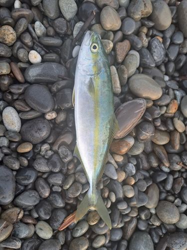 ツバスの釣果