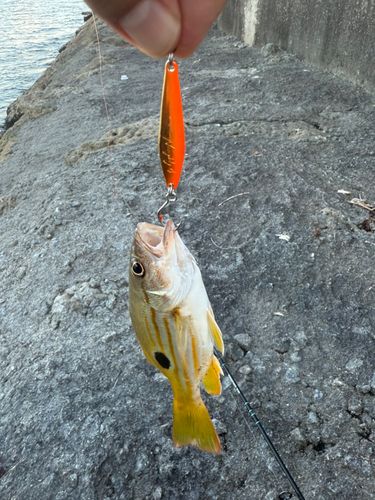 ヤマトビーの釣果