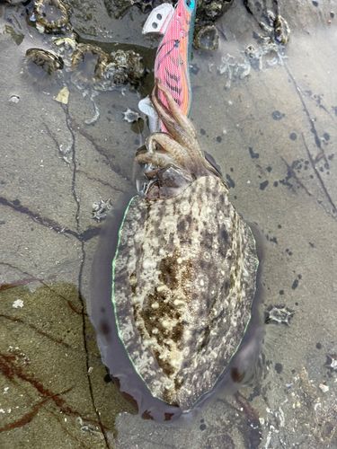 コウイカの釣果