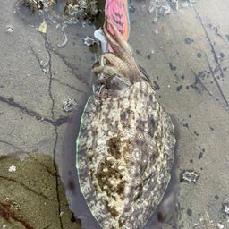 コウイカ