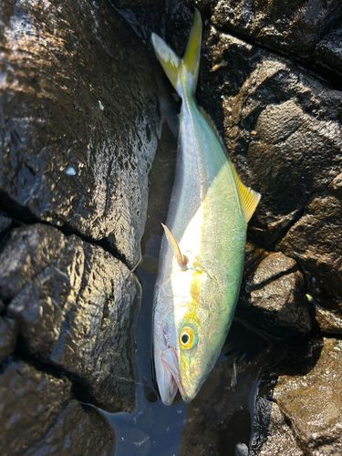三厩湾