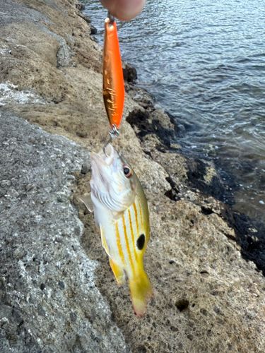ヤマトビーの釣果