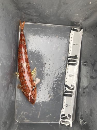 エソの釣果
