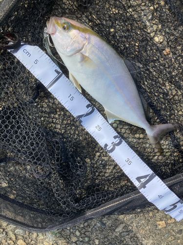 ネイリの釣果