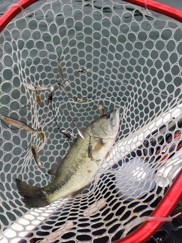 ブラックバスの釣果