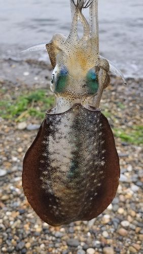 アオリイカの釣果