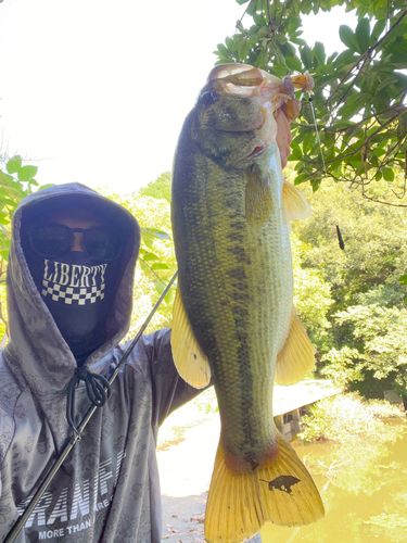 ブラックバスの釣果