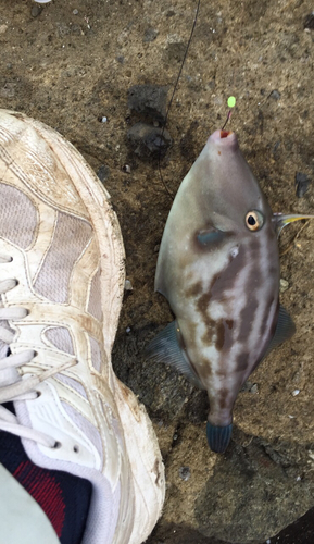 ウマヅラハギの釣果