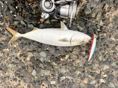 フクラギの釣果