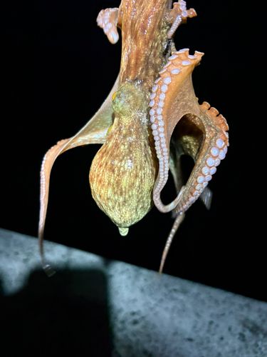 タコの釣果