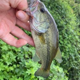 ラージマウスバス