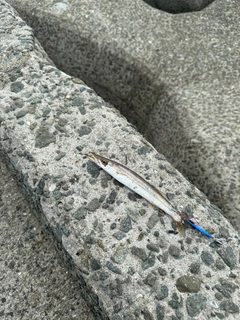 カマスの釣果