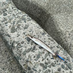 カマス