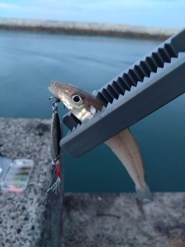 キスの釣果
