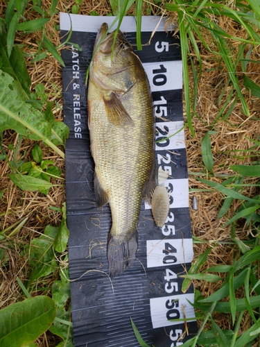 ブラックバスの釣果