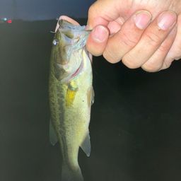 ラージマウスバス